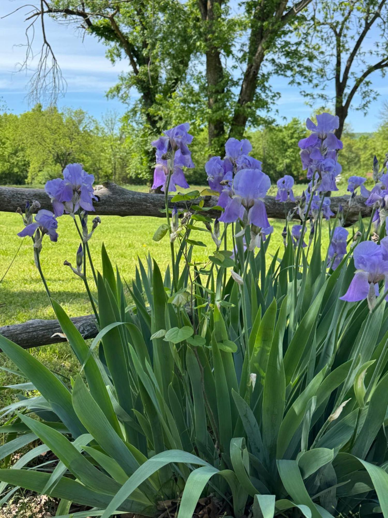 Ozark Country Inn Маунтин-Вью Экстерьер фото